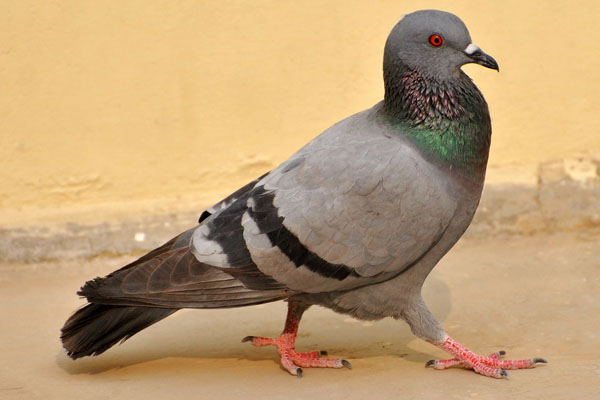 Pigeon Control London-Ferral-Pigeon