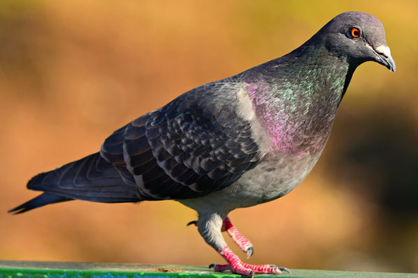 Pigeon Control London - Pigeon-Sitting
