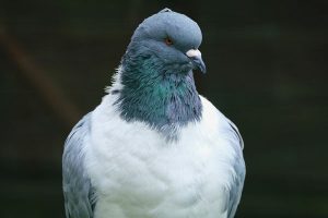 Pigeon Control London_Pigeon-Close-up