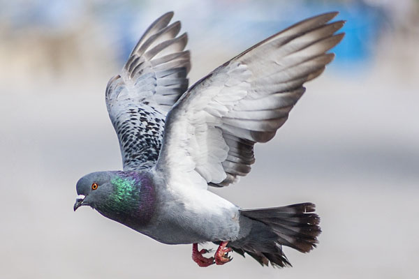 Pigeon Control London_Pigeon-Flying