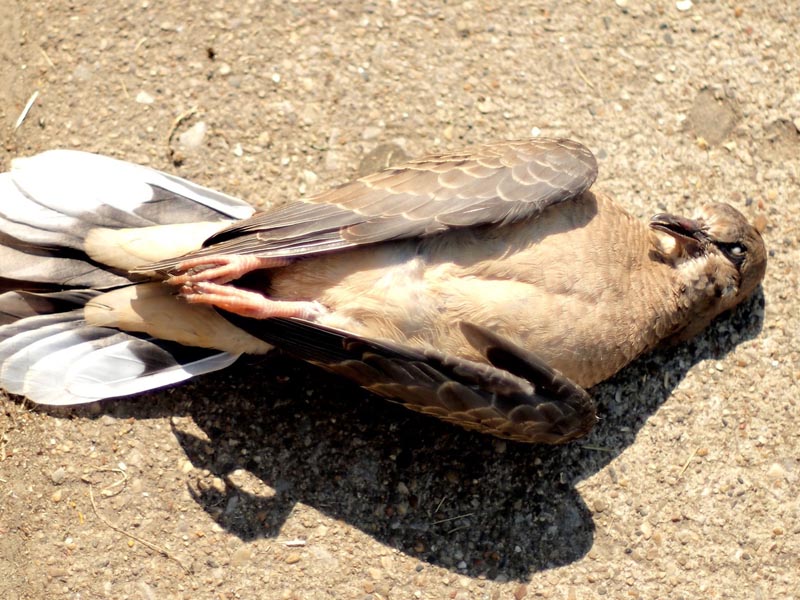Dead-Bird-Removal-in-London