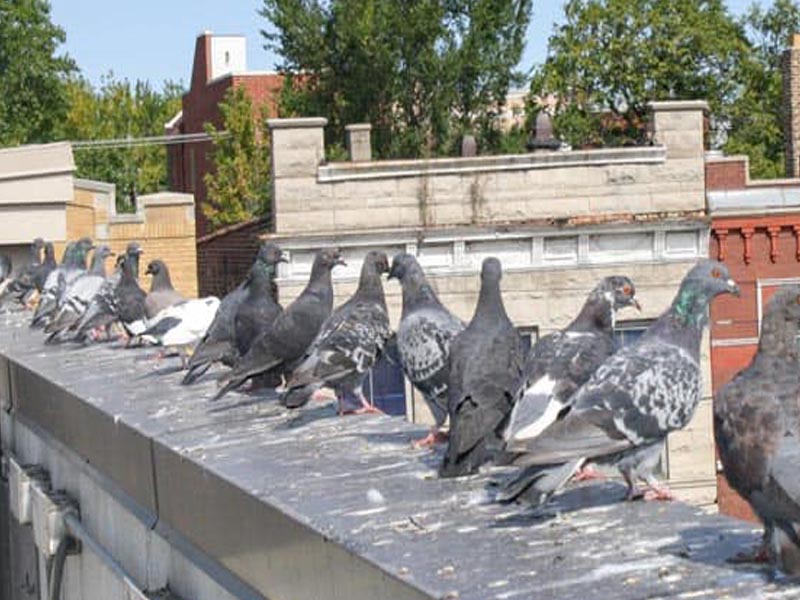Pigeon-Control-Bird-Dropping-Removal