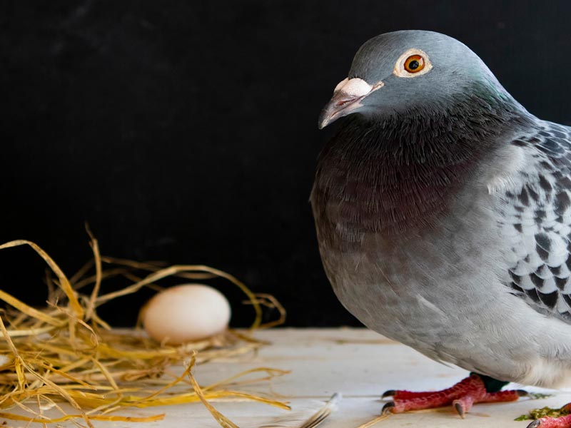 Pigeon Control Bird Nest Removal 