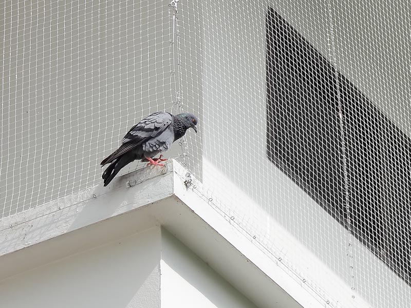 Pigeon-Control-Bird-Netting