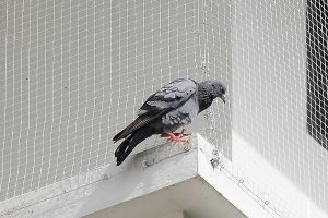 Pigeon-Control-London-Bird-Netting_Roof