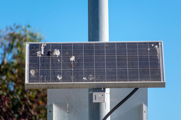 Pigeon-Control-London-Dropping-from-Solar-Panels