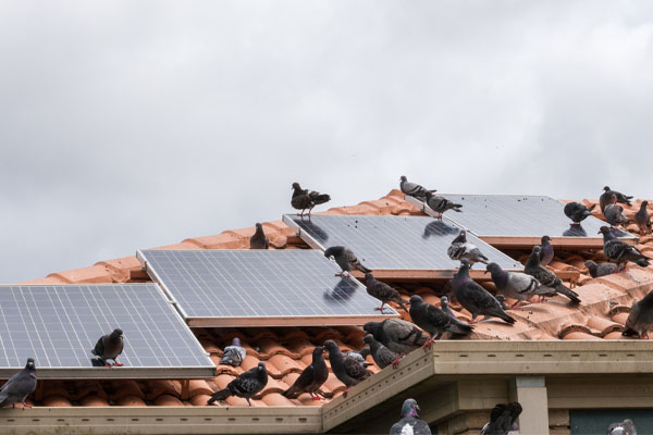 Pigeon-Control-London-Solar-Panel-Proofing-birds-pest