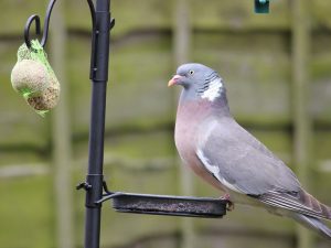 Pigeon Feeding from bird feeder in garden