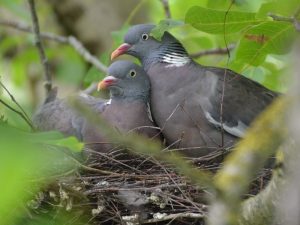 Pigeons nesting in trees