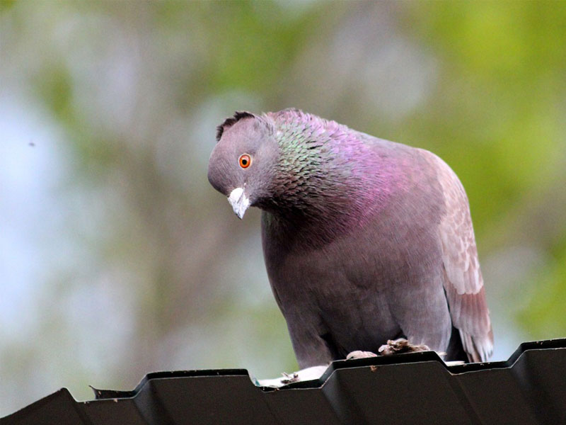 Pigeon on shed roof