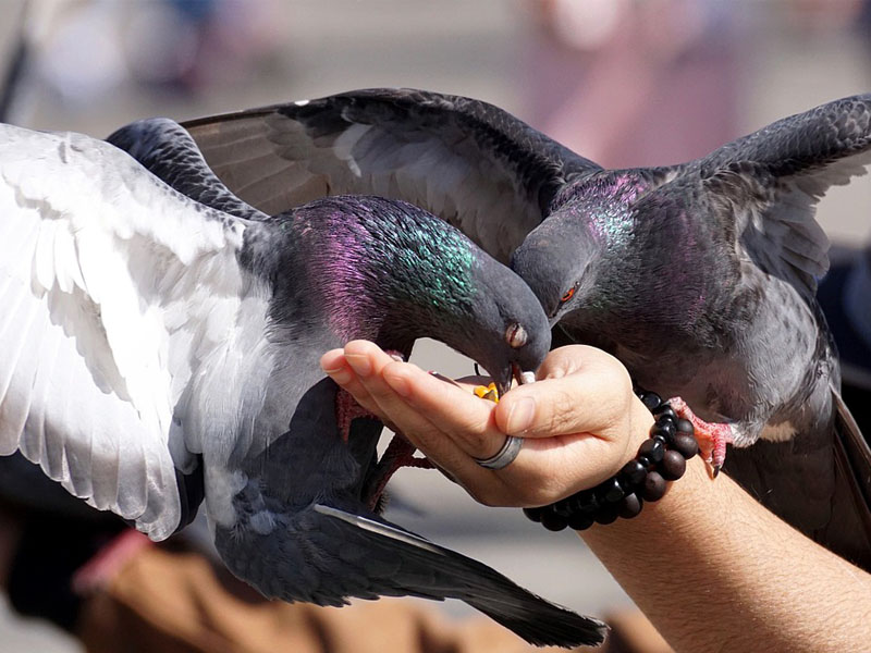 Feeding Pigeons in london