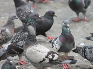 Pigeons gathering in London