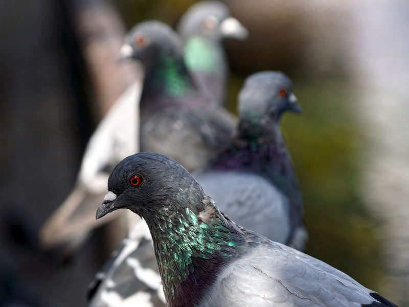 Pigeons-nesting-in-London