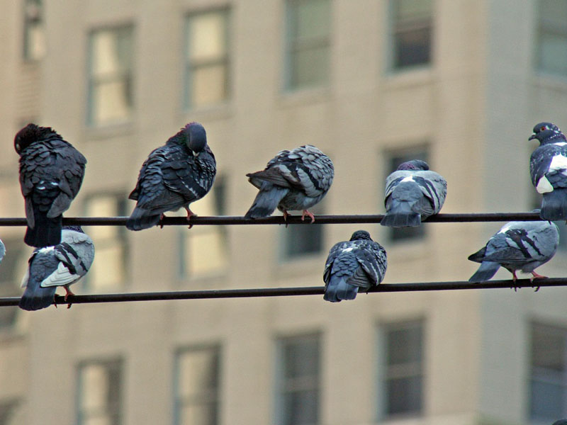 Pigeons Roosting in London