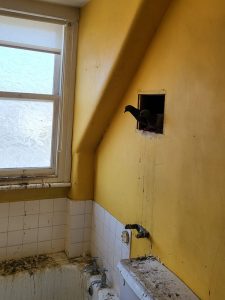 Pigeon Control London - - pigeon nesting in bathroom