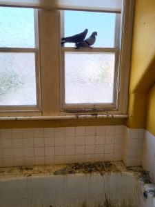 Pigeon Control London - pigeons in flat bathroom in london