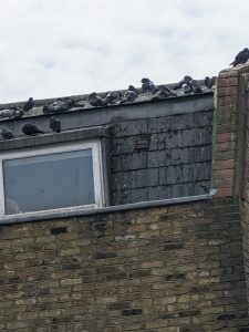 Pigeon Control London - pigeons on roof in london