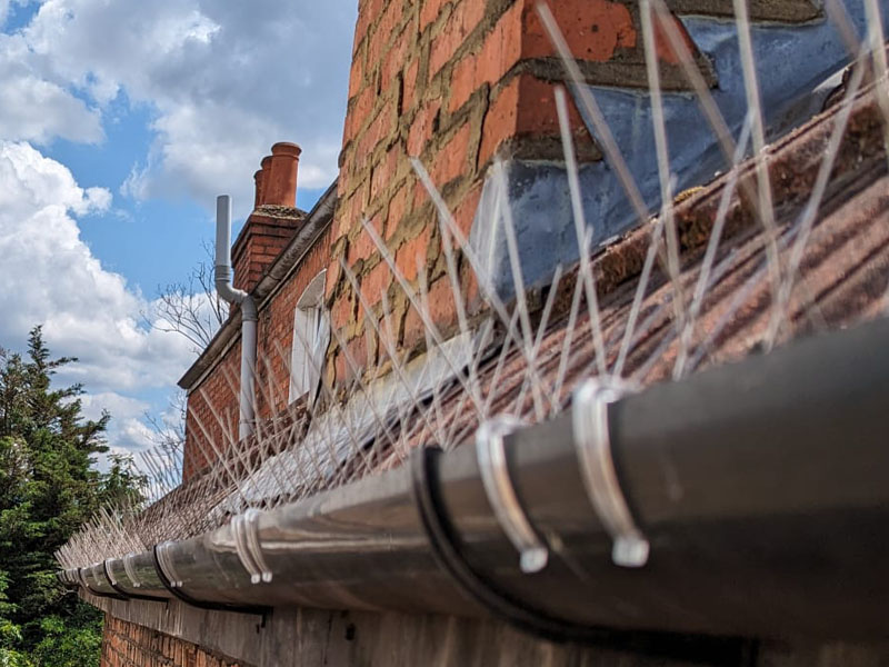 Installation of Bird Spikes on Guttering to Prevent Pigeons from Roosting in London